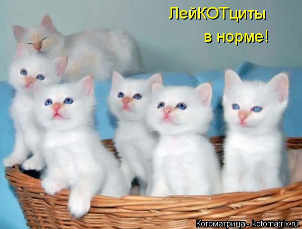 kotomatritsa_L (600x456, 144Kb)