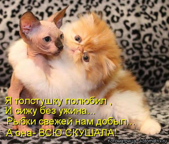 kotomatritsa_m (580x497, 255Kb)