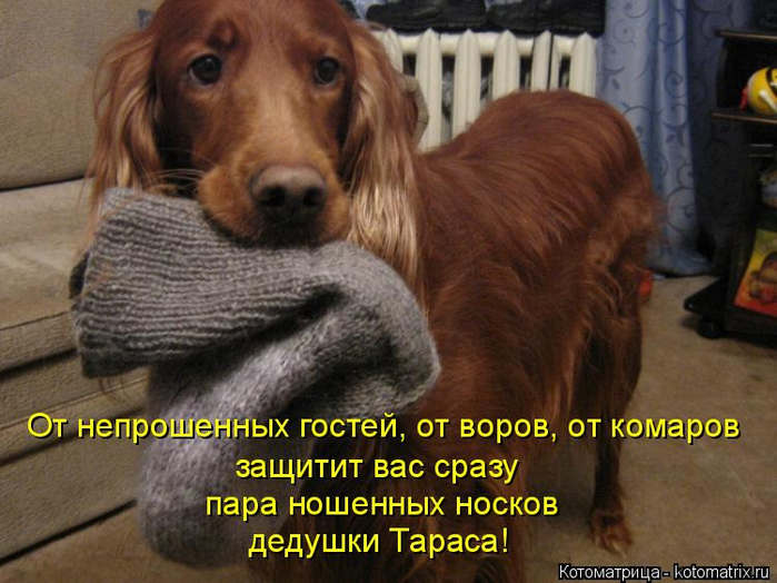 kotomatritsa_S (700x524, 375Kb)