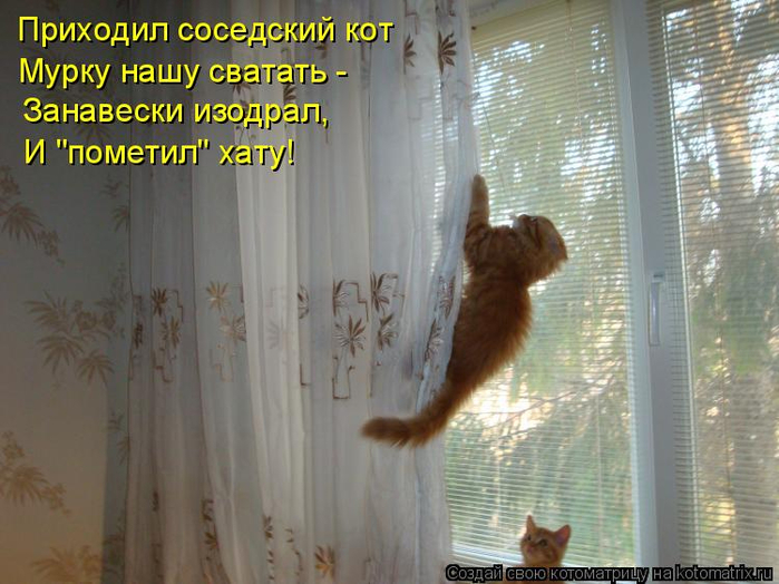 kotomatritsa_T (700x524, 355Kb)