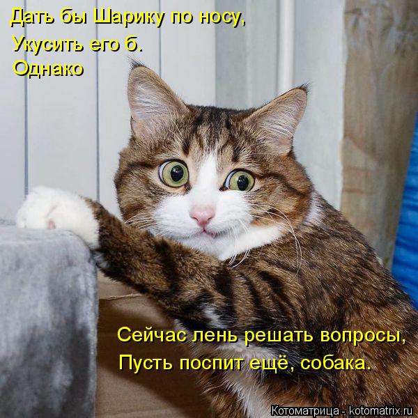 4743317_kotomatritsa_k (600x600, 75Kb)
