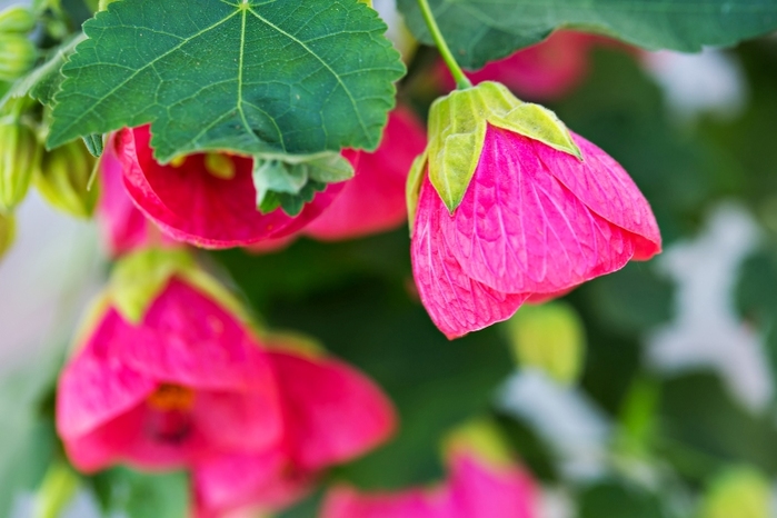 abutilon (700x466, 168Kb)