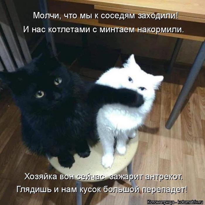 4743317_kotomatritsa_V (700x700, 59Kb)