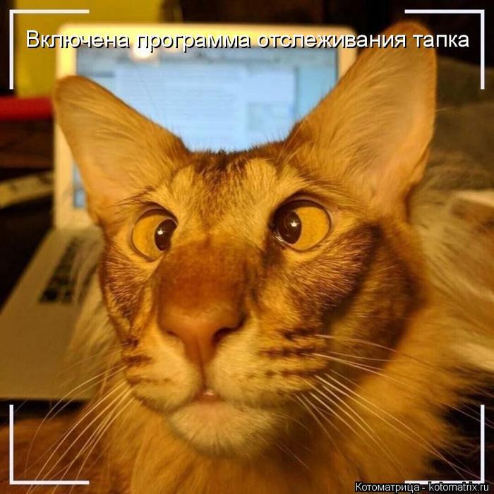 4743317_kotomatritsa_i (700x700, 65Kb)