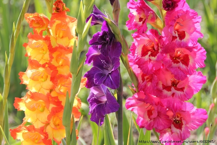 6032945_plantmeadowflowerpurplepetalorangepinkfloraflowersgladiolusfloweringplantcattleyalandplantirisfamily1155264 (700x466, 287Kb)