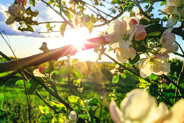 depositphotos_265420048-stock-photo-flowering-branch-apple-tree-blue (600x400, 107Kb)