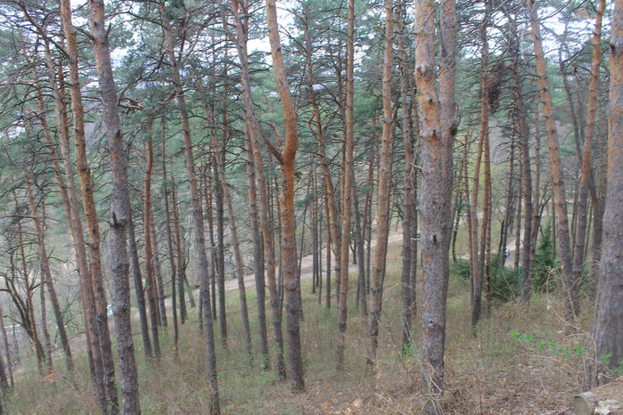 6 (700x466, 162Kb)