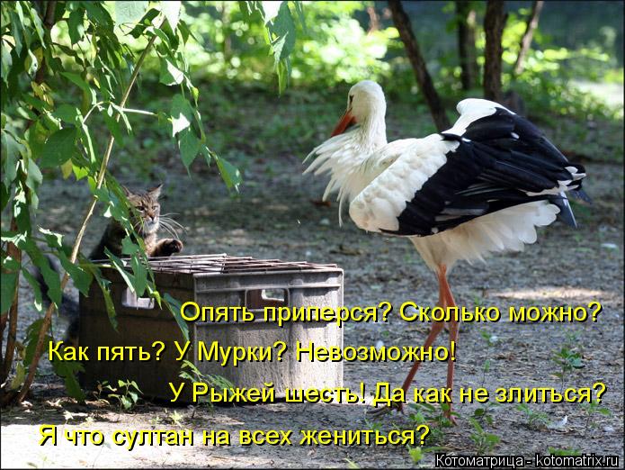 4743317_kotomatritsa_9 (695x522, 97Kb)