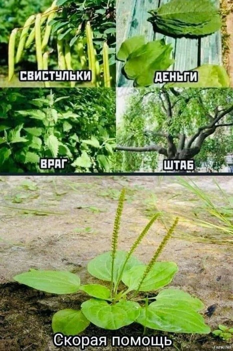  (466x700, 124Kb)
