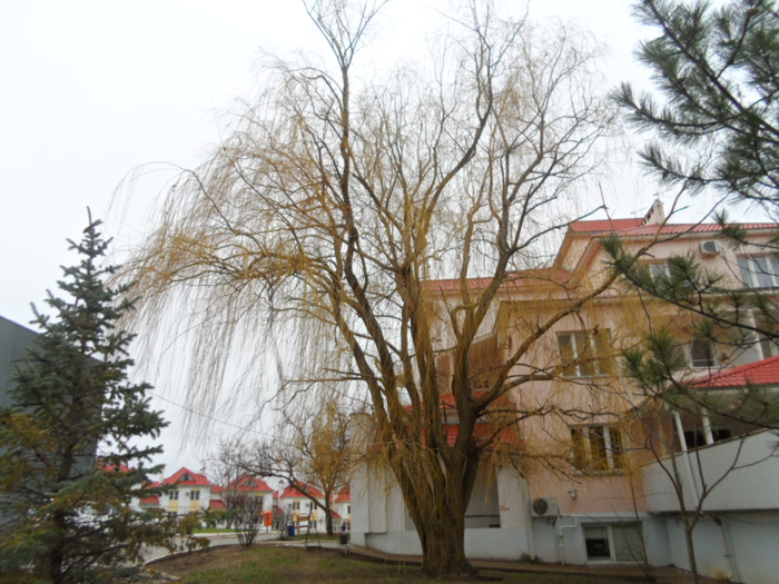 SAM_3860 (700x525, 425Kb)