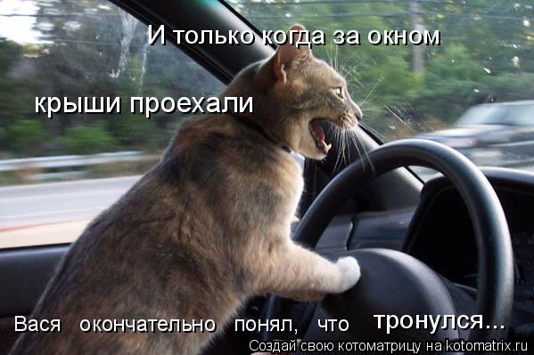 4743317_kotomatritsa_hO (599x399, 44Kb)