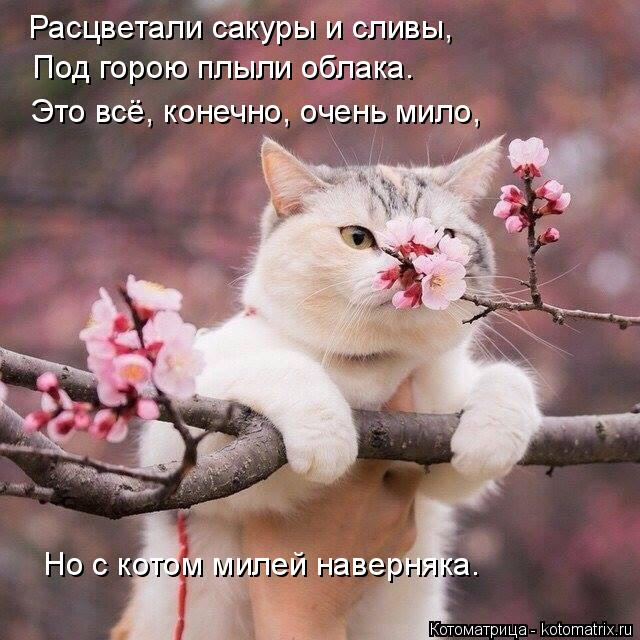 4743317_kotomatritsa_2 (640x640, 73Kb)
