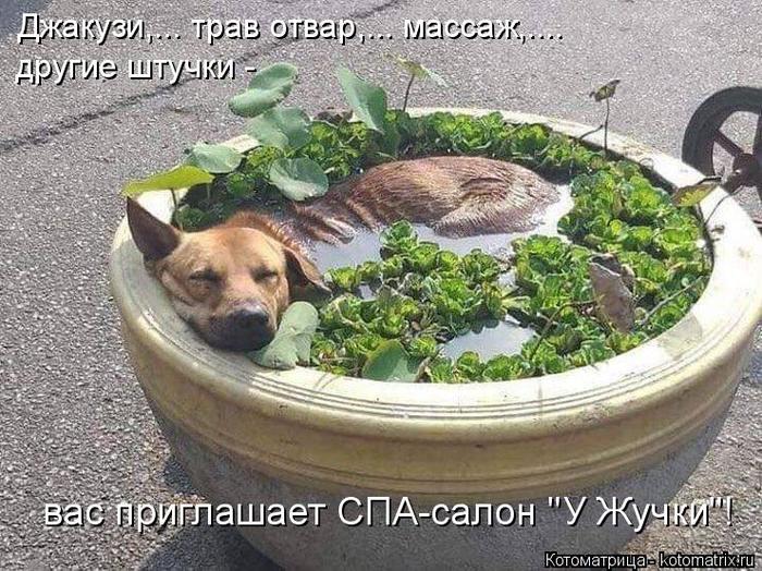 4743317_kotomatritsa_7z (700x524, 103Kb)