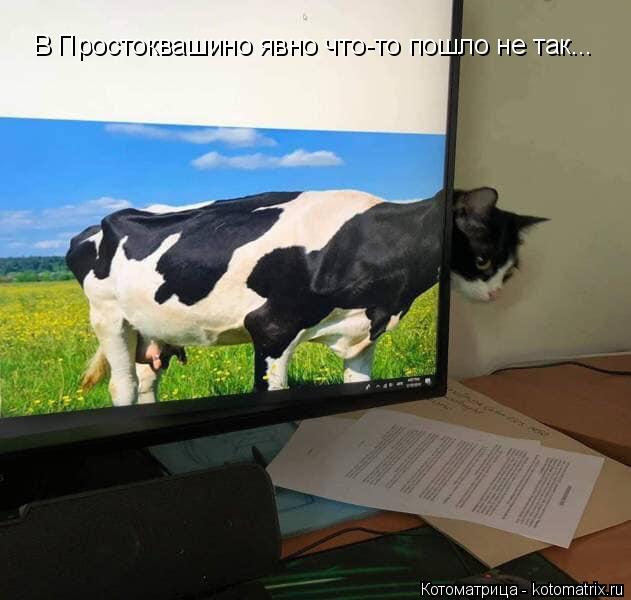 4743317_kotomatritsa_I (631x600, 42Kb)