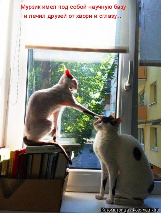 4743317_kotomatritsa_s (530x700, 58Kb)