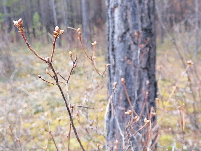 _132925- 12 (700x525, 292Kb)