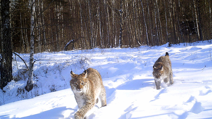 image800712_05bd3b5b3baf136a14a7cded6b0cda3f (700x393, 383Kb)
