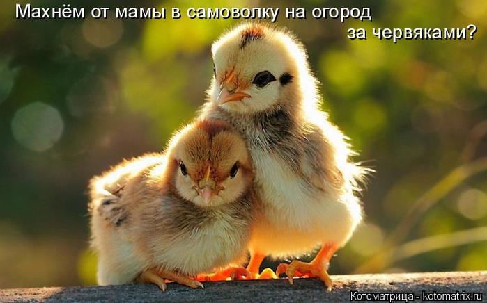 4743317_kotomatritsa_i (700x436, 44Kb)