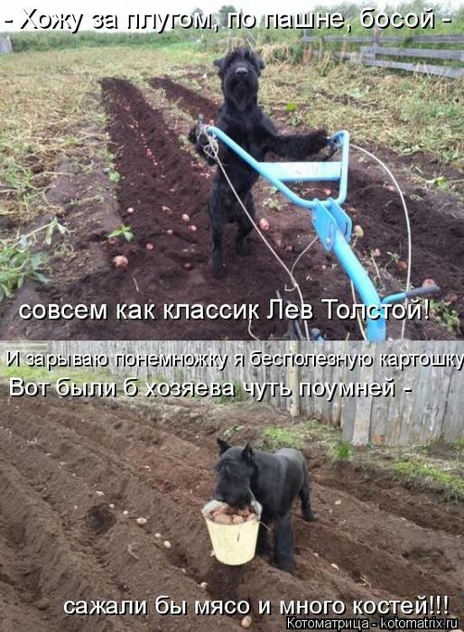 4743317_kotomatritsa_7z (514x700, 86Kb)