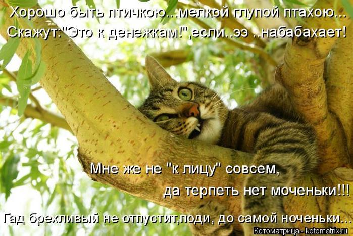4743317_kotomatritsa_J (700x467, 77Kb)