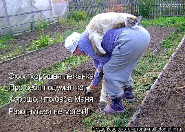 4743317_kotomatritsa_po (639x457, 101Kb)