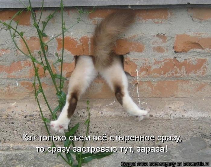 4743317_kotomatritsa_p (700x553, 71Kb)
