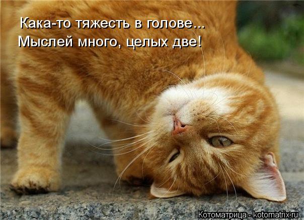 4743317_kotomatritsa_G (604x438, 50Kb)