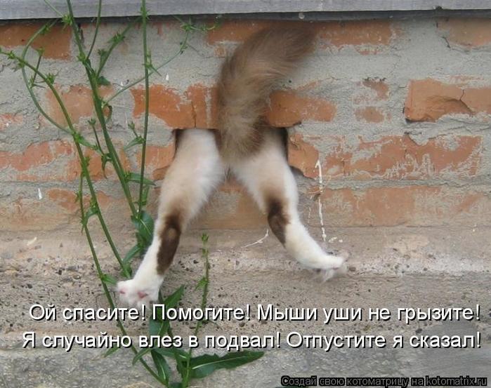 4743317_kotomatritsa_w (700x553, 72Kb)