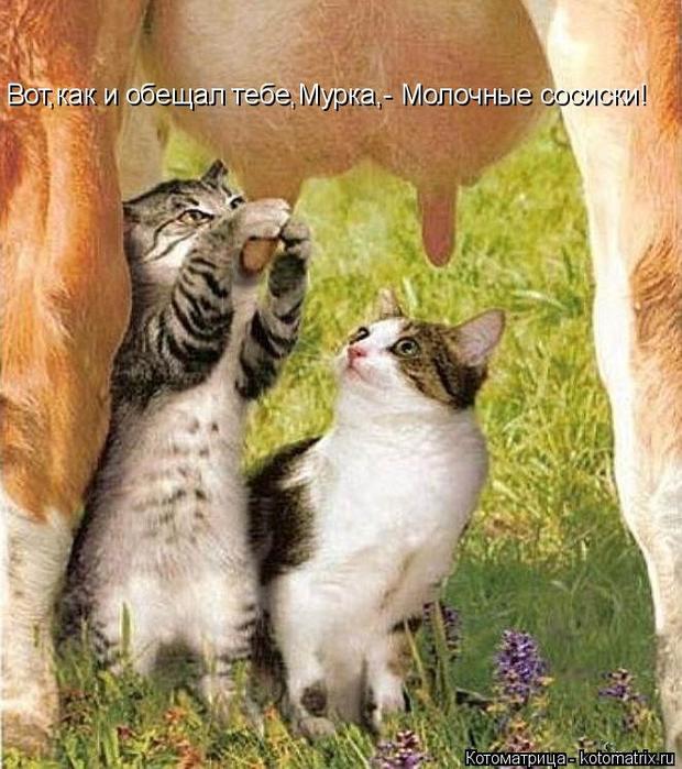 4743317_kotomatritsa_W_3 (620x700, 76Kb)