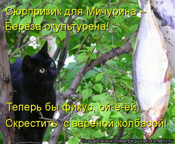4743317_kotomatritsa_D (600x495, 75Kb)