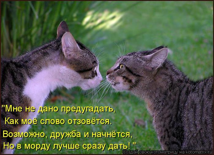 4743317_kotomatritsa_j (700x508, 66Kb)