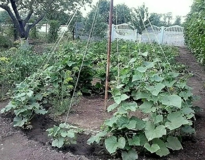 5177462_Image_62 (700x545, 358Kb)