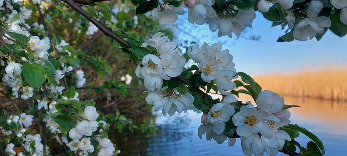 6389835_SShytro (700x315, 80Kb)