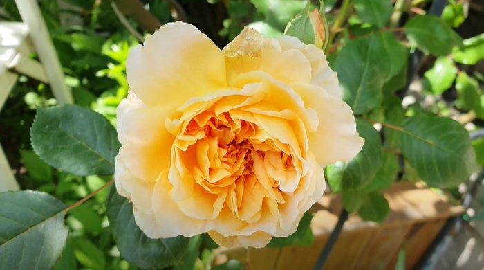176015016_805218206783625_697488371909225364_n (700x390, 79Kb)