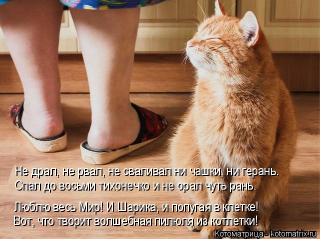 kotomatritsa_b (640x479, 257Kb)