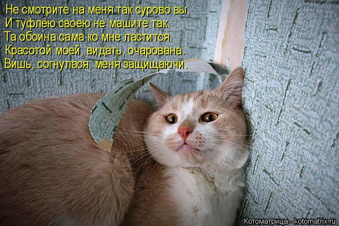 kotomatritsa_e4 (700x465, 410Kb)