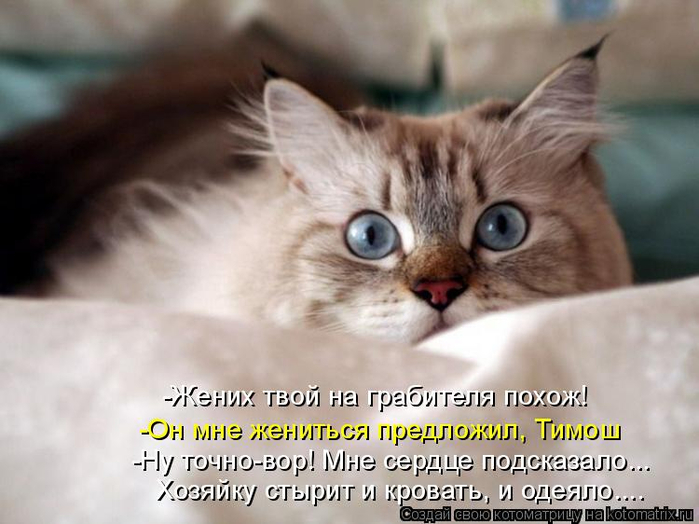 kotomatritsa_HW (700x524, 290Kb)