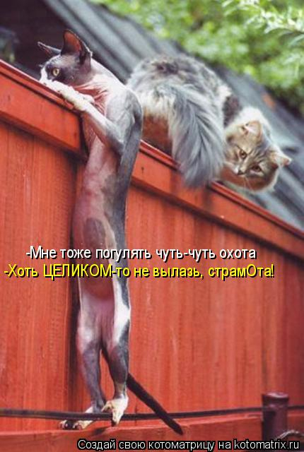 kotomatritsa_L (2) (430x640, 210Kb)