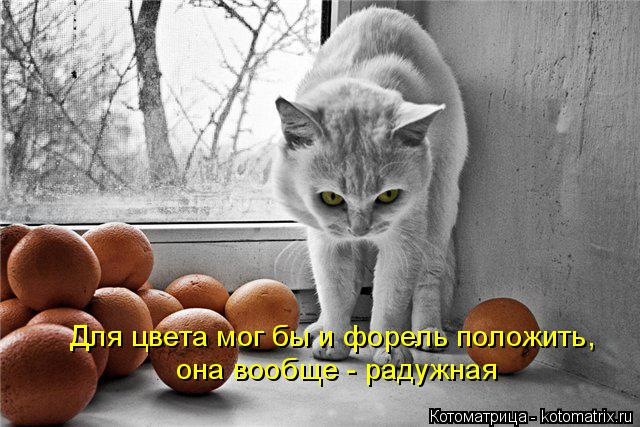 kotomatritsa_na (640x427, 190Kb)
