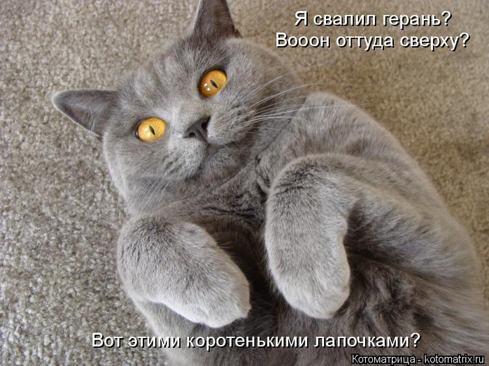 kotomatritsa_p (700x524, 352Kb)