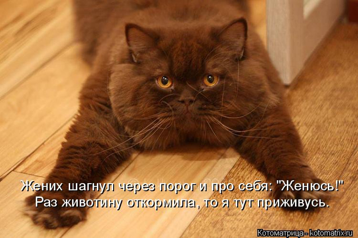 kotomatritsa_SZ (700x465, 325Kb)
