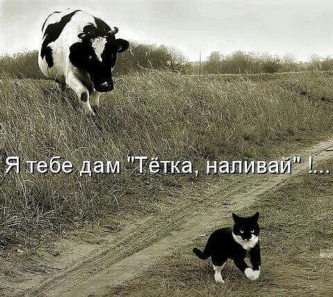 4743317_i_3_jpgavp (480x428, 105Kb)