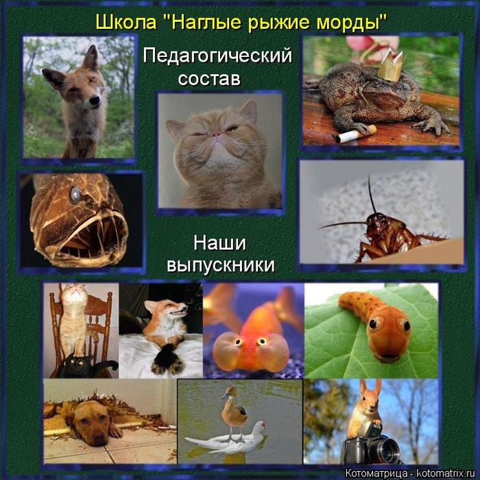 4743317_kotomatritsa_j (700x700, 94Kb)