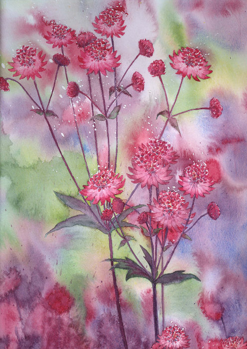 35503736_1227116864_Astrantia (496x699, 268Kb)