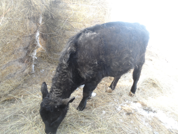 SAM_3184 (700x525, 375Kb)