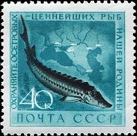 European-Sea-Sturgeon-Acipenser-sturio (198x196, 26Kb)