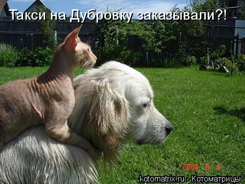 4743317_TY (500x375, 52Kb)