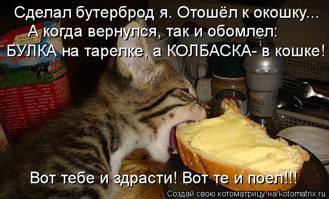 kotomatritsa_cX (650x393, 221Kb)