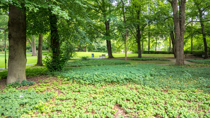 BOTANICAL GARDEN (900x593, 209Kb)