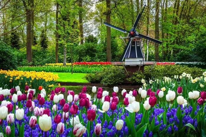 Canva-Dutch-windmill-and-colorful-fresh-tulips-in-Keukenhof-park-Netherlands-1024x683 (900x666, 72Kb)